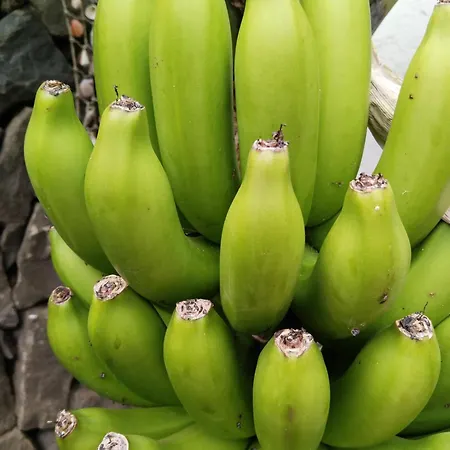 Flor De Platanero * Garachico (Tenerife)
