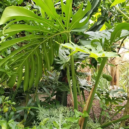 Flor De Platanero * Garachico (Tenerife)
