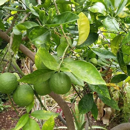 Flor De Platanero Horská chata Garachico (Tenerife)