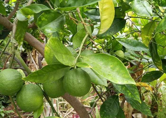 Flor De Platanero Horská chata Garachico (Tenerife)