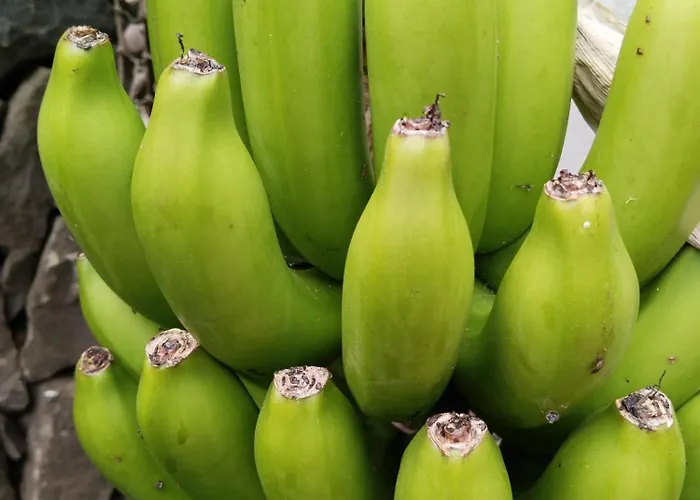 Flor De Platanero * Garachico (Tenerife)