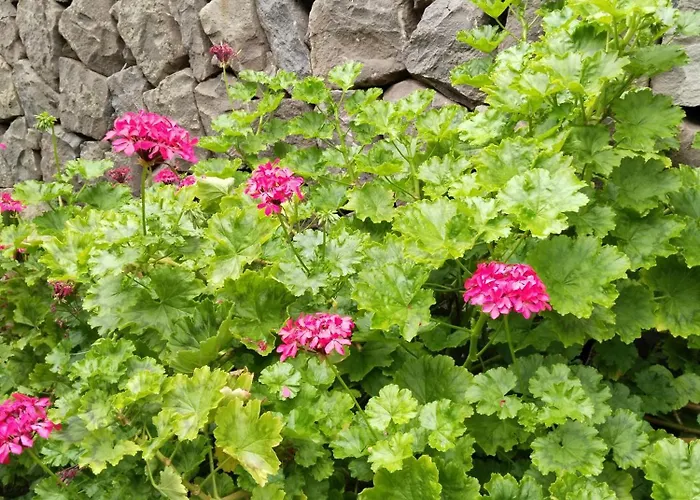 Flor De Platanero Σαλέ Garachico (Tenerife)