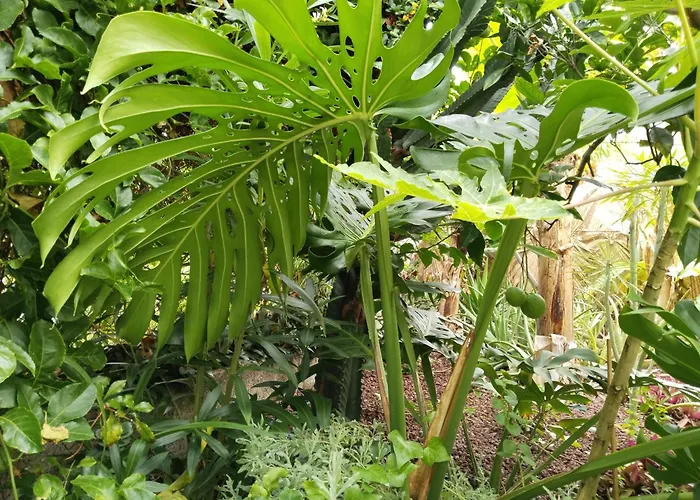 Flor De Platanero * Garachico (Tenerife)