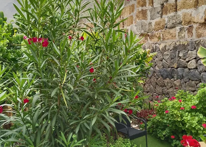 Flor De Platanero * Garachico (Tenerife)