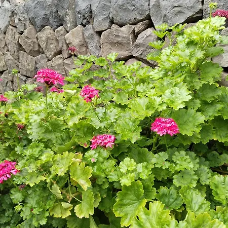Flor De Platanero Alpehytte Garachico (Tenerife)